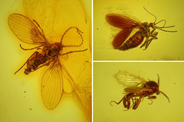 Two Fossil Moth Flies and a Male Biting Midge in Baltic Amber #170050